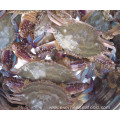 Cheap price factory whole frozen blue swimming crab for sale